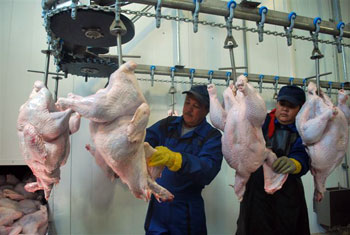 Workers prepare turkey meat for shipping out to customers at the Ordabasy Kus factory in south Kazakhstan. 1360166295